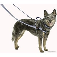 Поводок Halti Double Ended L (голубой)