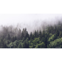Фотообои ФабрикаФресок Туманный лес 195280 (500x280)