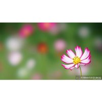 Объектив Sony FE 100mm F2.8 STF GM OSS [SEL100F28GM]