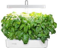 Комнатные растения, флорариумы