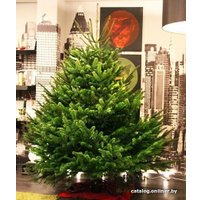 Пихта Danske Planter Нордмана Датская (1.0-1.25 м, в кадке)