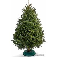 Ель HD Nordic Trees Фразера Датская Премиум (1.2-1.5 м, срезанная)