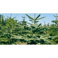 Пихта Nordictrees Пихта Нордмана Premium Extra 3 - 3.5 м