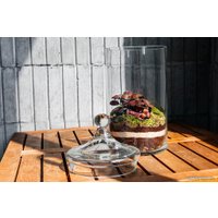 Флорариум Home Garden М Фиттония