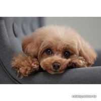 Беззеркальный фотоаппарат Canon EOS R10 RF-S 18-150mm F3.5-6.3 IS STM