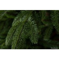 Ель GreenTerra Калифорнийская 1.8 м