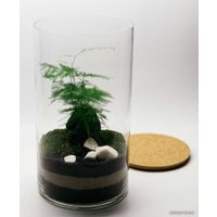 Флорариум Home Garden Цилиндр Папортник Аспарагус