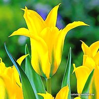 Семена цветов Holland Bulb Market Тюльпан Дэнсинг Шоу (3 шт)