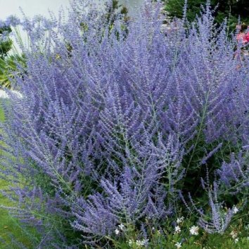 

Красный клен Перовския лебедолистная Blue Spire (20-30см)