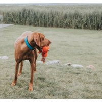 Ошейник Hunter Collar Convenience 63147 (50/M, бирюзовый) в Могилеве