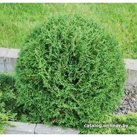  Красный клен Туя западная Tiny Tim (20-25 см)