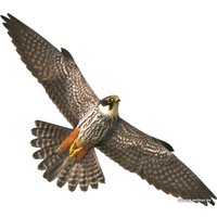 Отпугиватель птиц Коршун Хищник-2