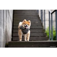 Жилетка для животных Puppia Vest A PAPD-JM1670-GY-L (серый)