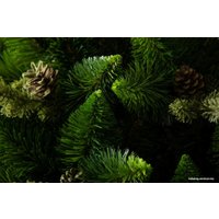 Сосна GreenTerra Рапсодия зеленая 2.2 м