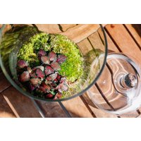 Флорариум Home Garden М Фиттония
