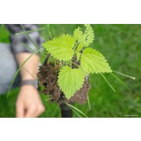 Корнеудалитель Tornadica TOR-32SOR