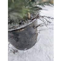 Ель СЦ Огородик Оморика сербская 100-120 см