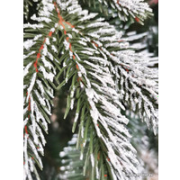 Сосна Christmas Tree Северная люкс с шишками 2.2 м