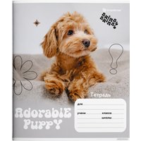 Набор тетрадей Schoolformat Микс для девочек ТШЛ24-МДД-НМП