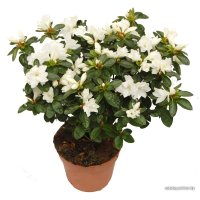 Комнатное растение Batouwe Boomkwekerij Азалия [1020492]