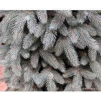 Ель Смерека-Плюс Премиум СМ-19ПГ 1.9 м