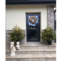 Ель HD Nordic Trees Nordmann Датская Премиум (1.2-1.4 м, в горшке)