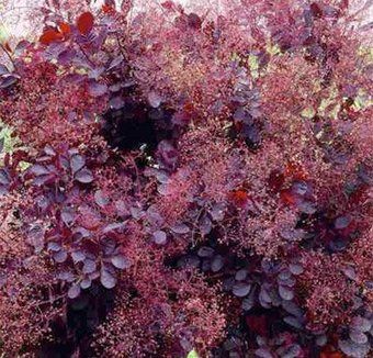 Красный клен Скумпия кожевенная Royal Purple (10-20см)