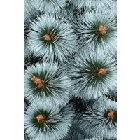 Сосна Erbis Темная с белыми кончиками 1.2 м