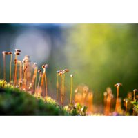 Объектив Nikon NIKKOR Z 135mm f/1.8 S Plena