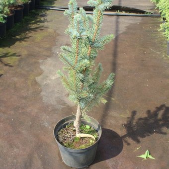 Интивиторг Ель колючая Iseli Fastigiate (Picea pungens) С3 привитая