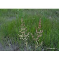 Семена Зеленая Русь Полевица побегоносная 0.5 кг