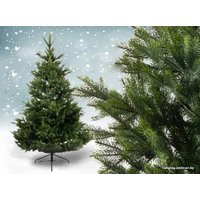 Ель GreenTerra Арлберг 2.1 м