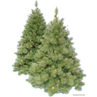 Сосна Thailand Tree Brighton 1.5 м