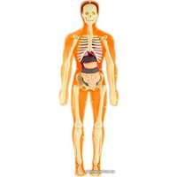 Набор для опытов ND Play Строение тела NDP-119