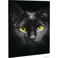 Алмазная мозаика  Школа талантов Черный кот 3690742