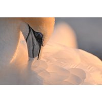 Объектив Nikon NIKKOR Z 800mm f/6.3 VR S