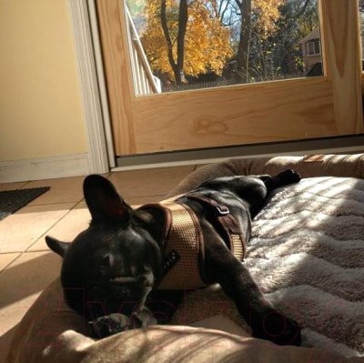 

Шлейка-жилетка Puppia Soft Vest PAHA-AH305-GY-S (серый)
