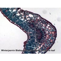 Набор микропрепаратов Bresser 74560 (25шт, в кейсе) в Витебске