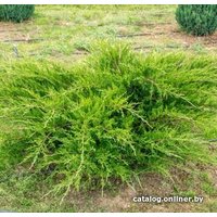  Красный клен Можжевельник средний Mint Julep (10-20 см)