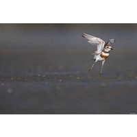 Объектив Nikon NIKKOR Z 800mm f/6.3 VR S