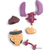 Набор для опытов ND Play Строение тела NDP-119