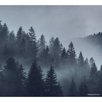 Фотообои Vimala Серый лес 270x300