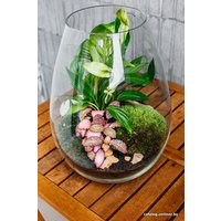 Флорариум Home Garden Капля Женское счастье