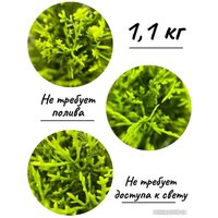 Искусственное растение Merry Bear Home Decor Туя трапецевидная KA0037