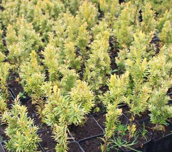 Интивиторг Тис ягодный Fastigiata Aurea (Taxus baccata) P9