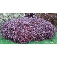  Новатор Сад Пузыреплодник Diabolo (Диабло) [2702]