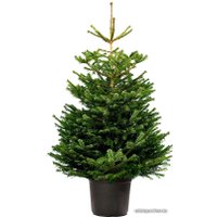 Ель HD Nordic Trees Nordmann Датская Премиум (0.8-1 м, в горшке)
