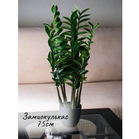 Искусственное растение Merry Bear Home Decor Замиокулькас AZ04075