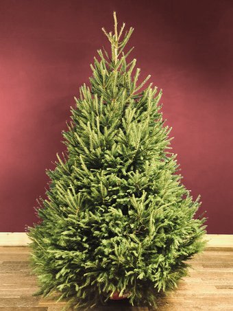 Danske Planter Abies Датская (2.5-3.0 м, срезанная)