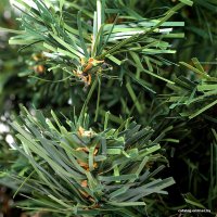 Елочка настольная Neon-Night 533-332